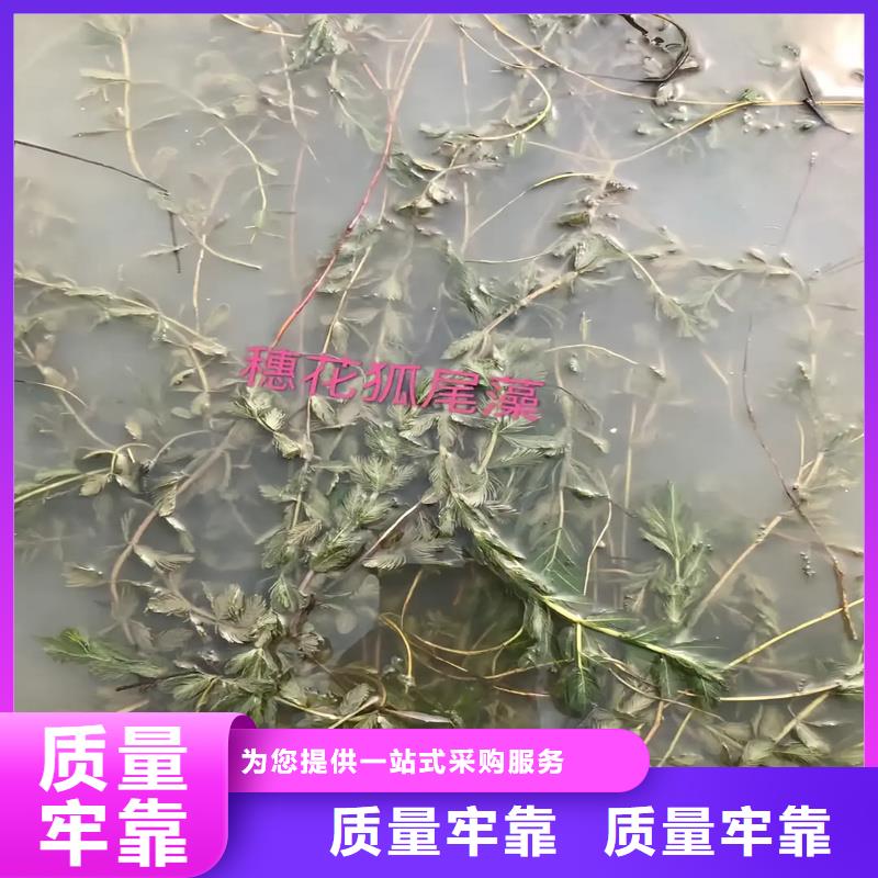 黑藻產(chǎn)地貨源