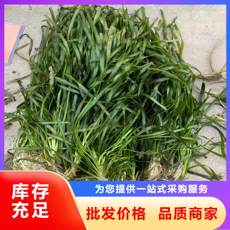 大茨藻定制廠家