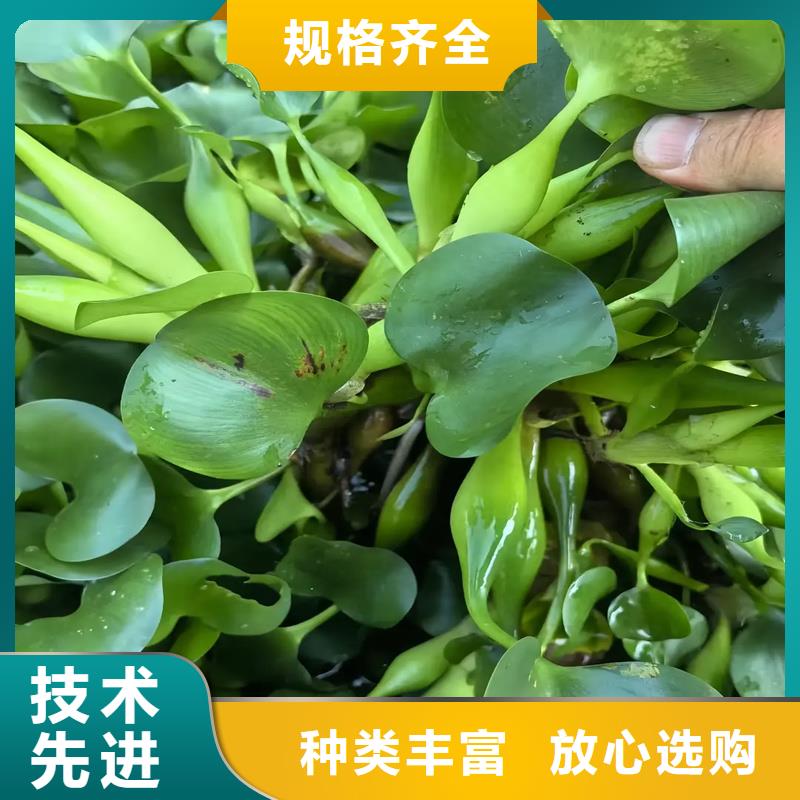 輪葉黑藻優(yōu)良品質(zhì)