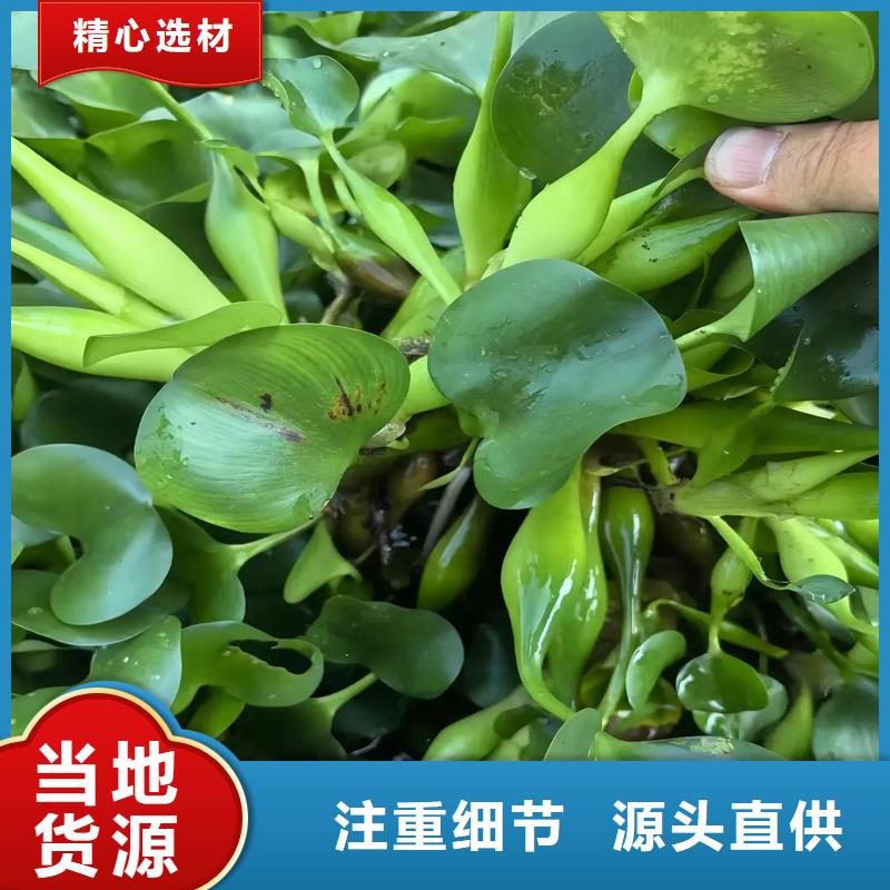 性價比高的金魚藻生產(chǎn)廠家