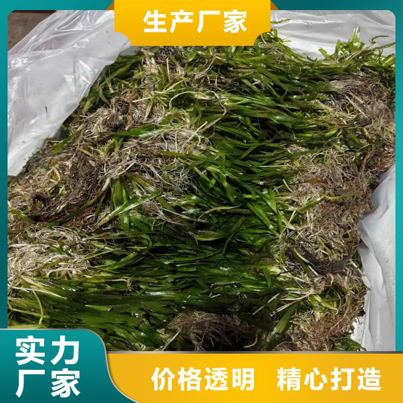 定做水生植物廠家