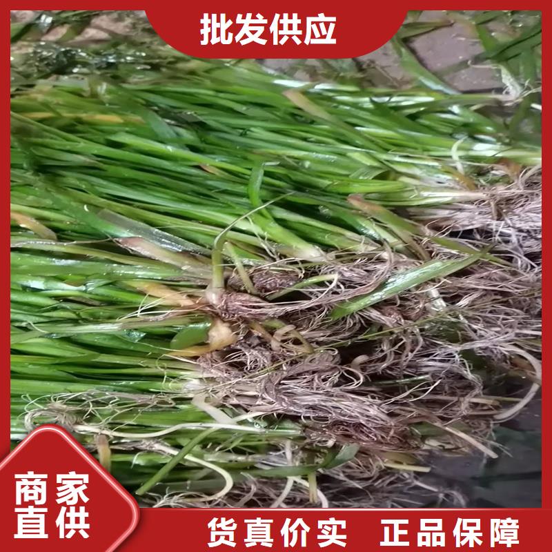 性價比高的金魚藻生產(chǎn)廠家