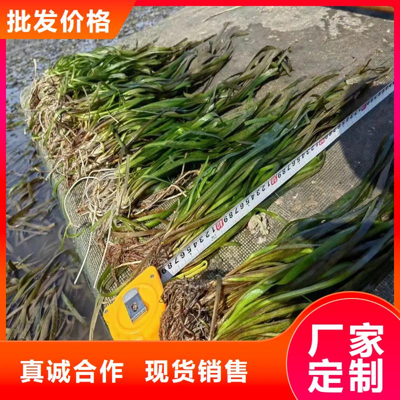 水面治理性價比高