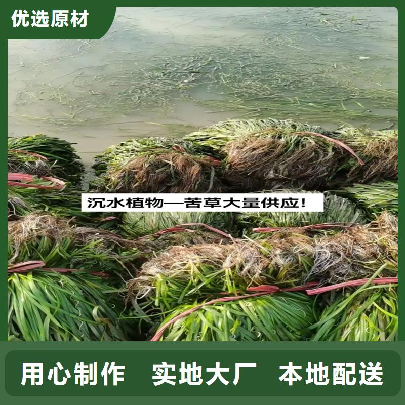 發(fā)貨及時的伊樂藻廠家