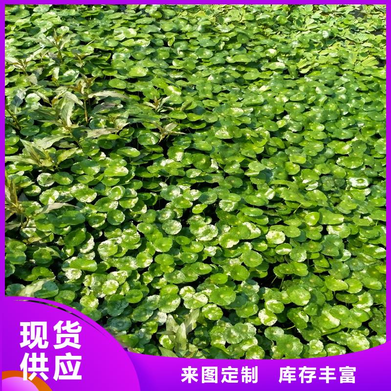 規(guī)模大的黑藻廠家