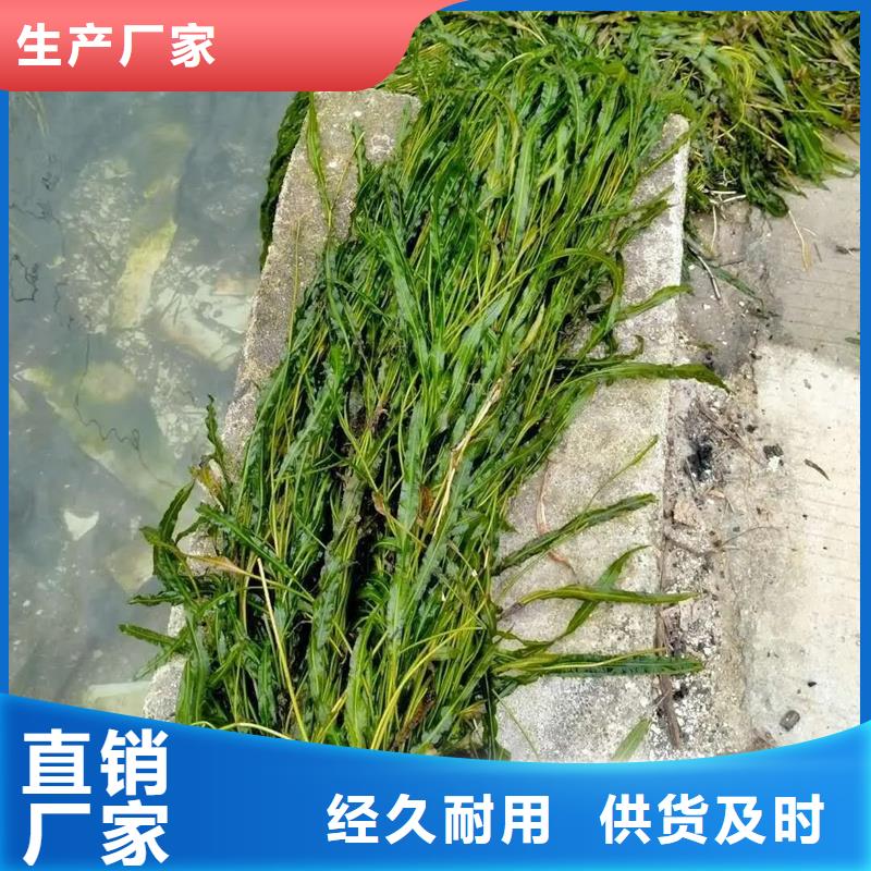 甄選:小茨藻供應(yīng)商
