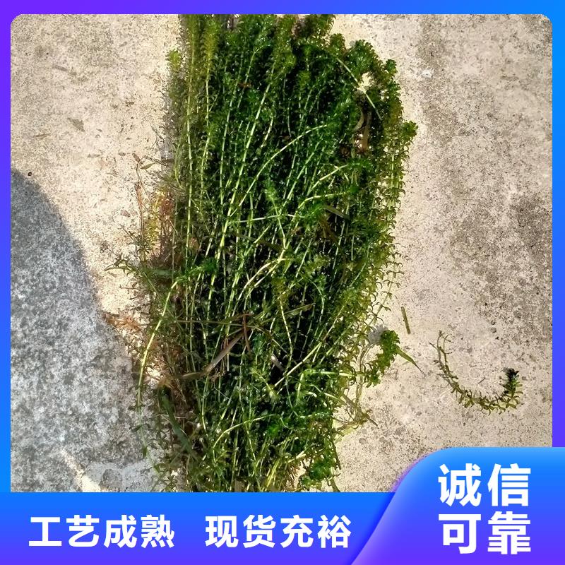 性價比高的金魚藻生產(chǎn)廠家