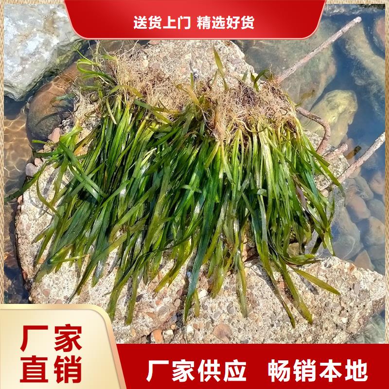 水生植物介紹
