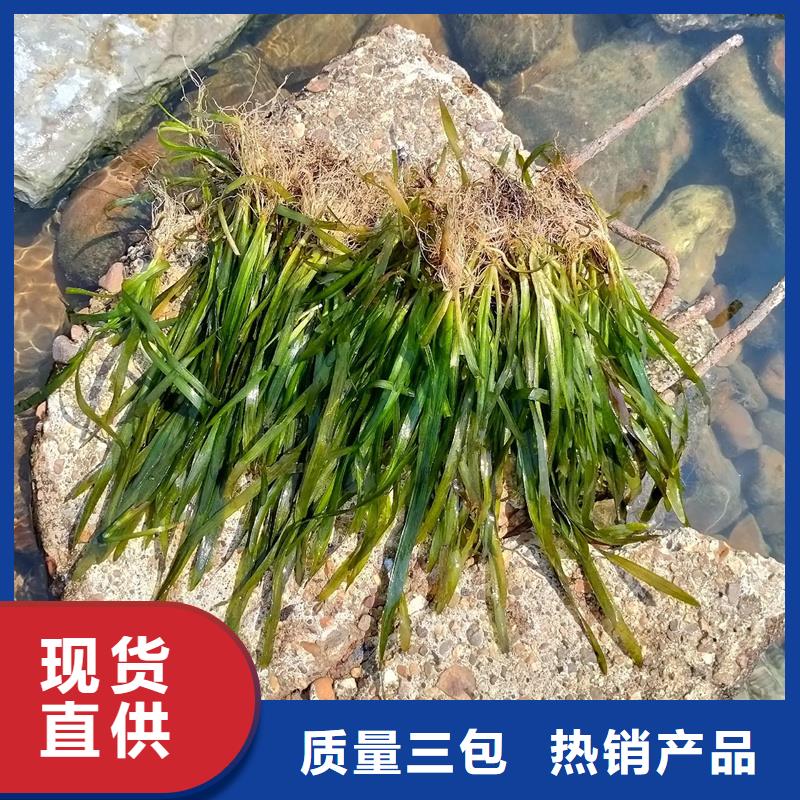專業(yè)生產(chǎn)制造沉水植物的廠家