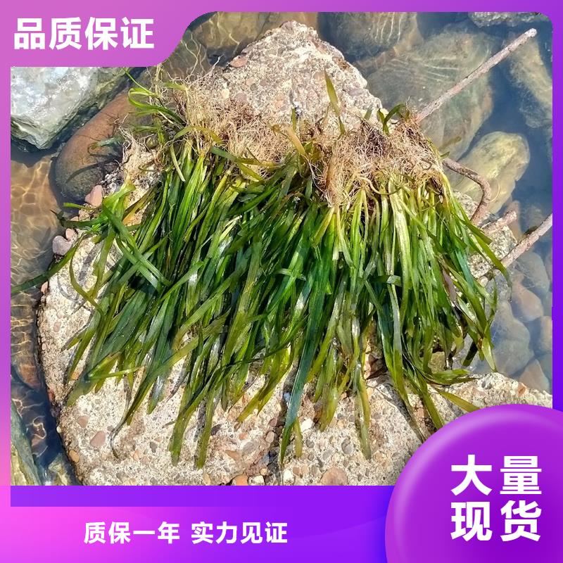 輪葉黑藻優(yōu)良品質(zhì)