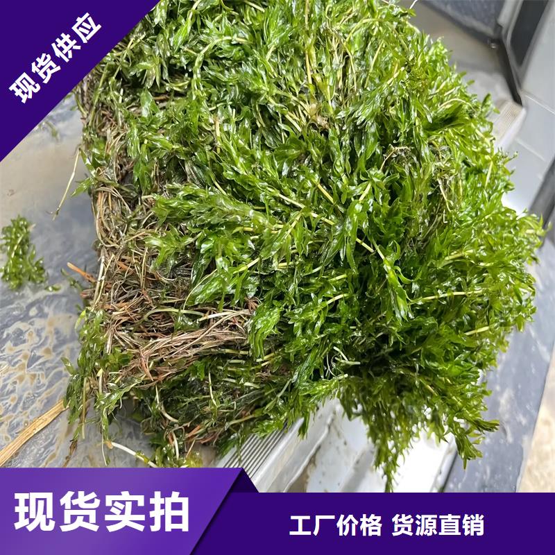 發(fā)貨及時的伊樂藻廠家