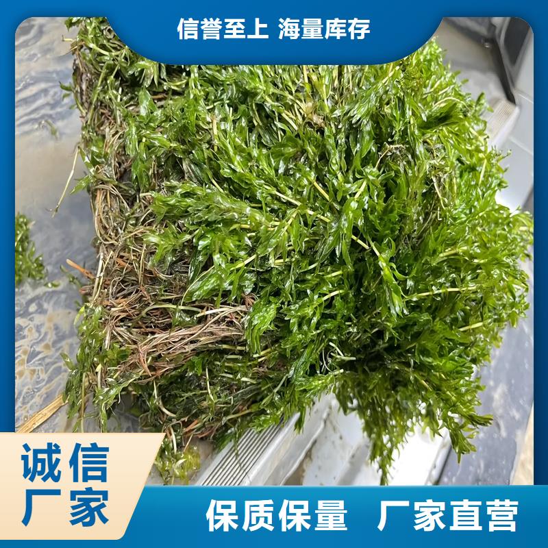 采購(gòu)黑藻認(rèn)準(zhǔn)荷景園林綠化工程有限公司