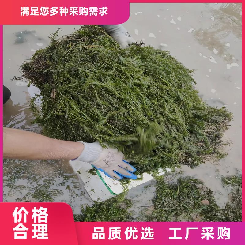 歡迎來訪-小茨藻廠家