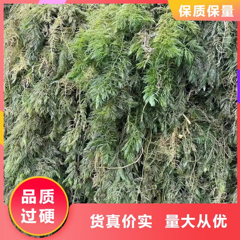 沉水植物廠家供應(yīng)批發(fā)