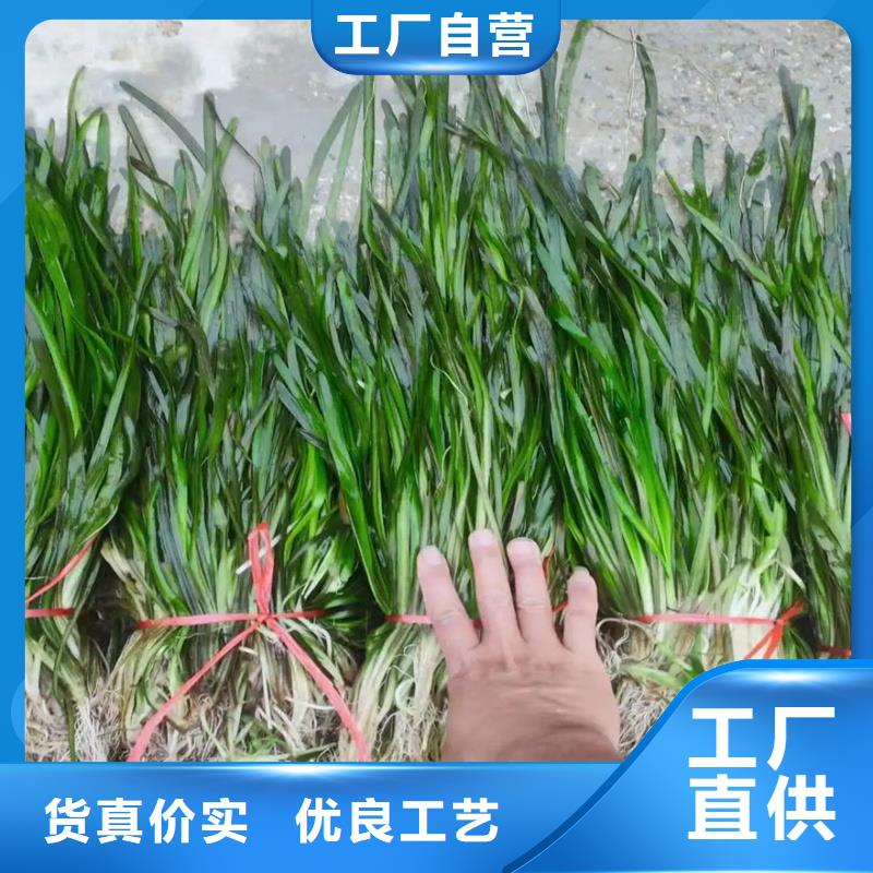 歡迎來訪-小茨藻廠家