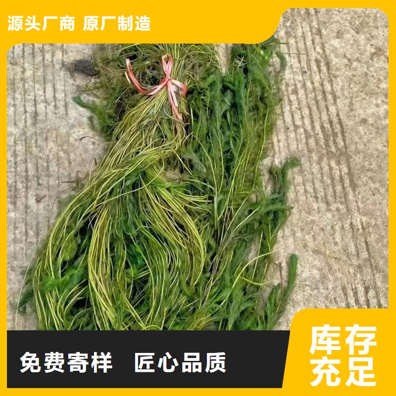 【篦齒眼子菜】_價(jià)格_廠家