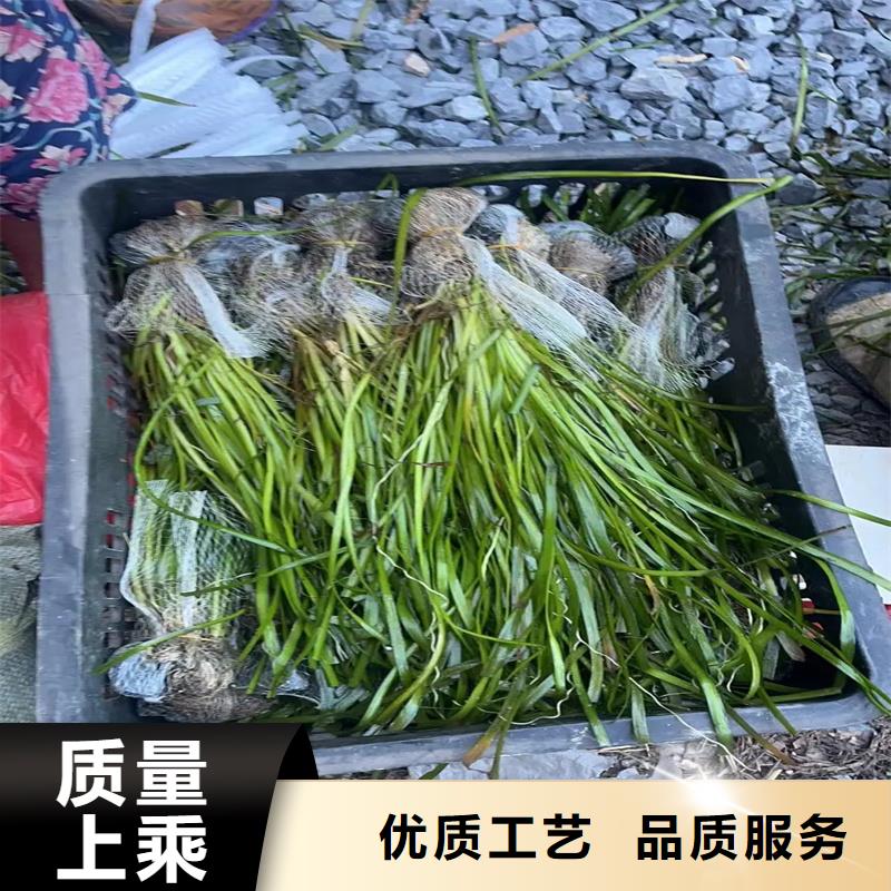 甄選:小茨藻供應(yīng)商