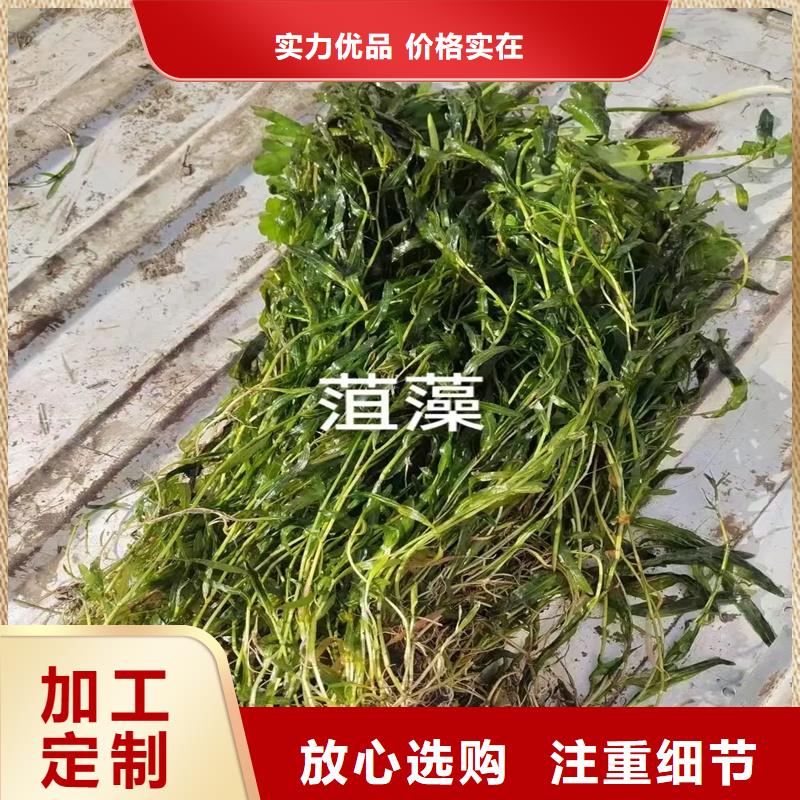 歡迎來訪-小茨藻廠家
