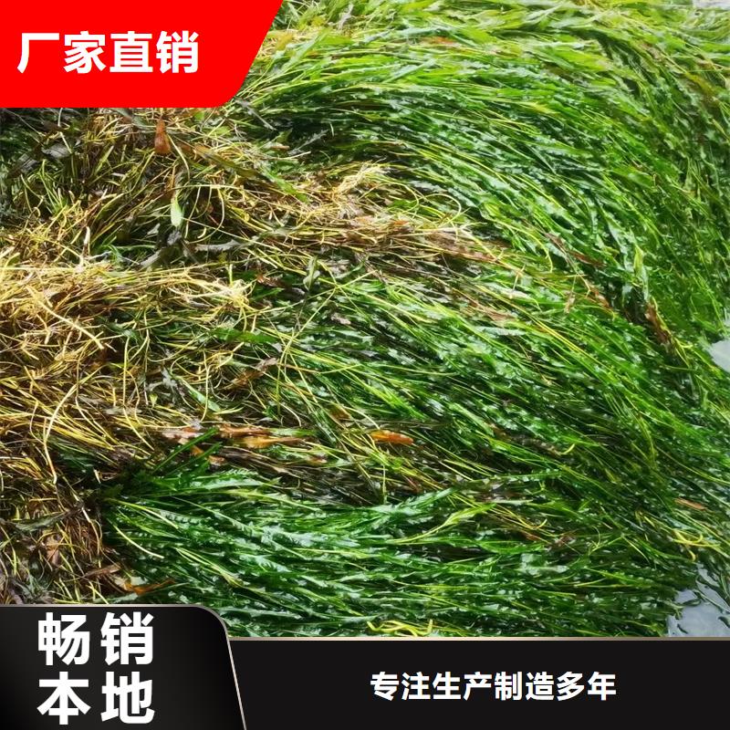 馬來眼子菜生產(chǎn)