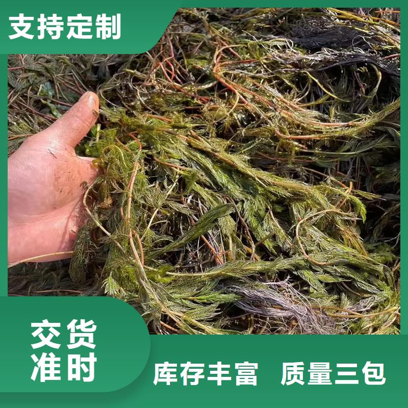 龍須眼子菜價格公道