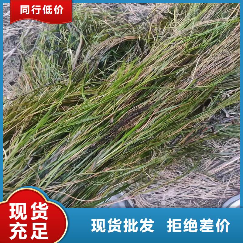 苦草品牌:荷景園林綠化工程有限公司