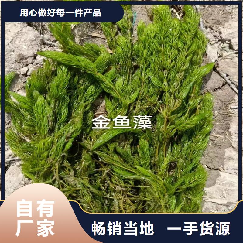 專業(yè)生產(chǎn)制造沉水植物的廠家