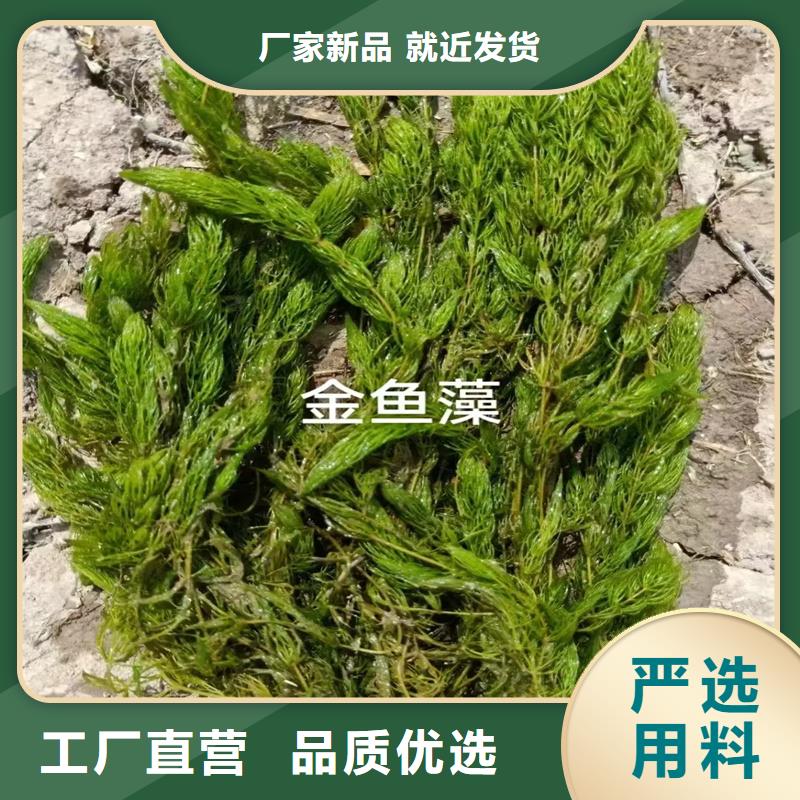 專業(yè)生產(chǎn)制造沉水植物的廠家