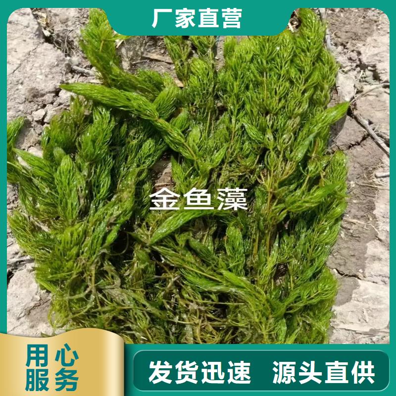 水面治理性價比高