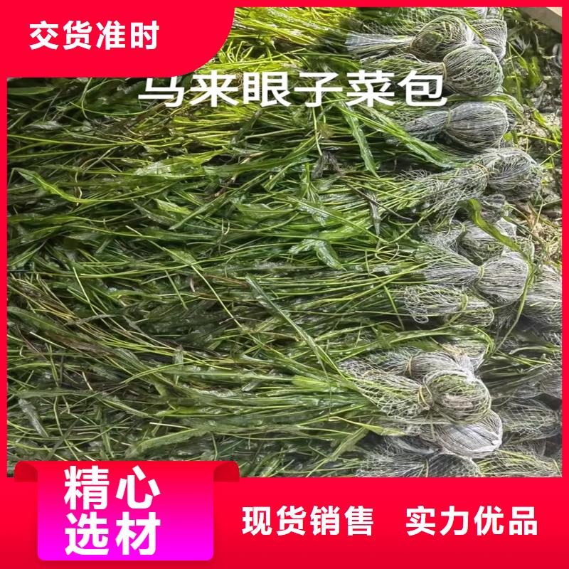 采購(gòu)黑藻認(rèn)準(zhǔn)荷景園林綠化工程有限公司