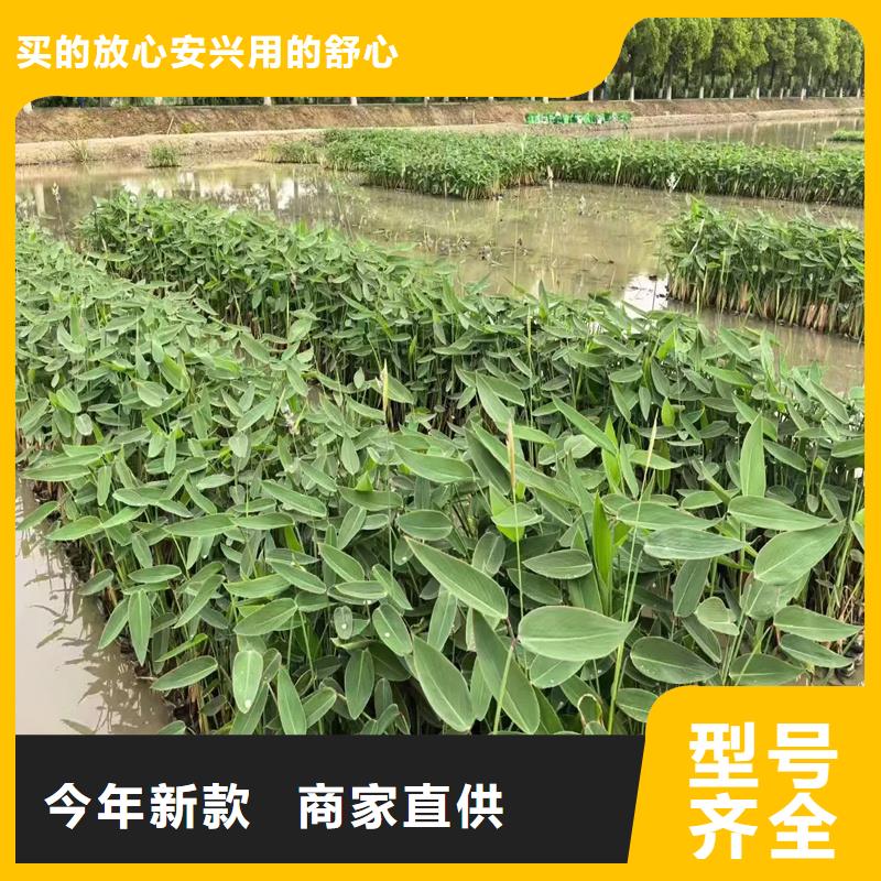 專業(yè)生產(chǎn)制造沉水植物的廠家