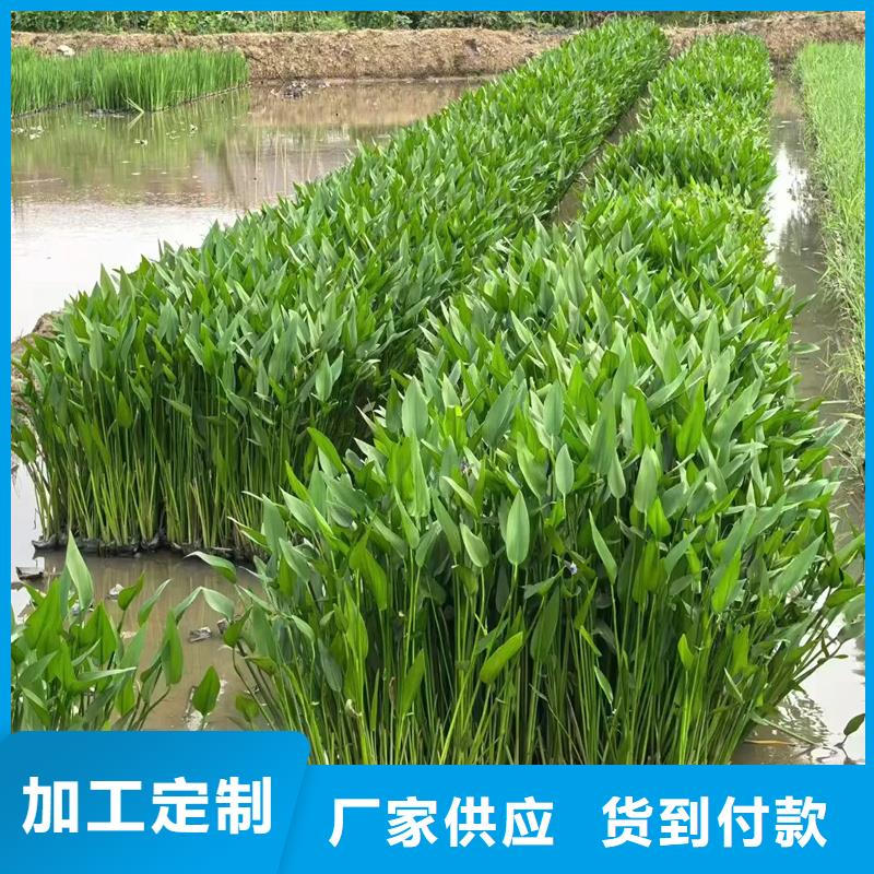 竹葉眼子菜-竹葉眼子菜質(zhì)量好