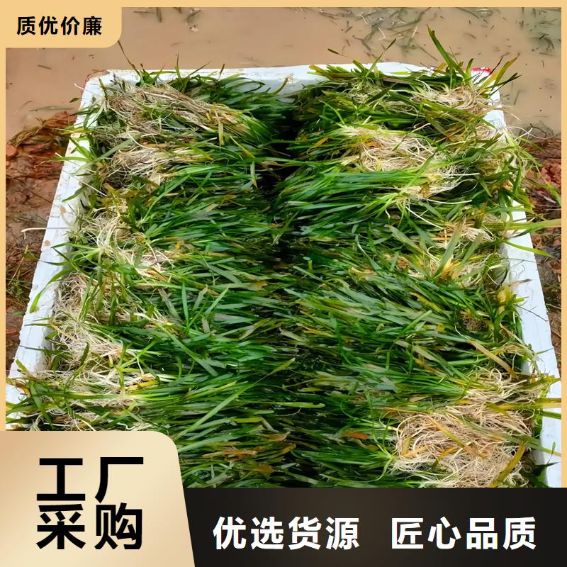 沉水植物廠家供應(yīng)批發(fā)