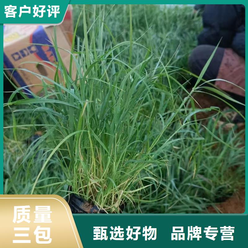 蘆葦苗種植有資質(zhì)