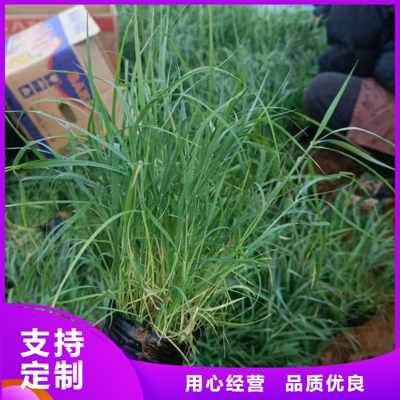 蘆葦苗濕地綠化蘆葦苗品牌專營