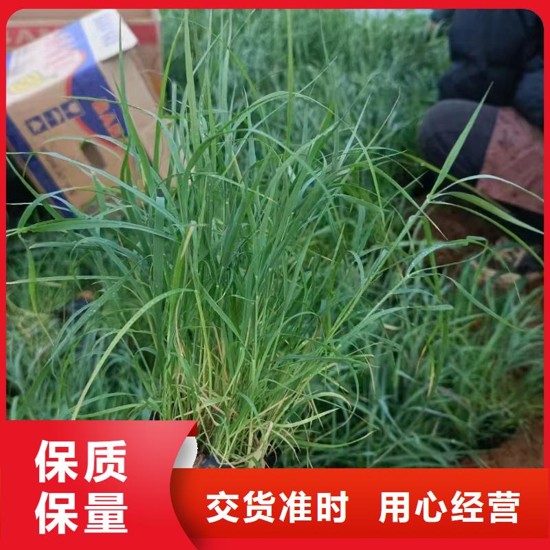 蘆葦苗生態(tài)修復(fù)蘆葦苗產(chǎn)品實(shí)拍