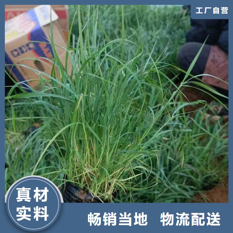 蘆葦苗-蘆葦根莖現(xiàn)貨充足量大優(yōu)惠