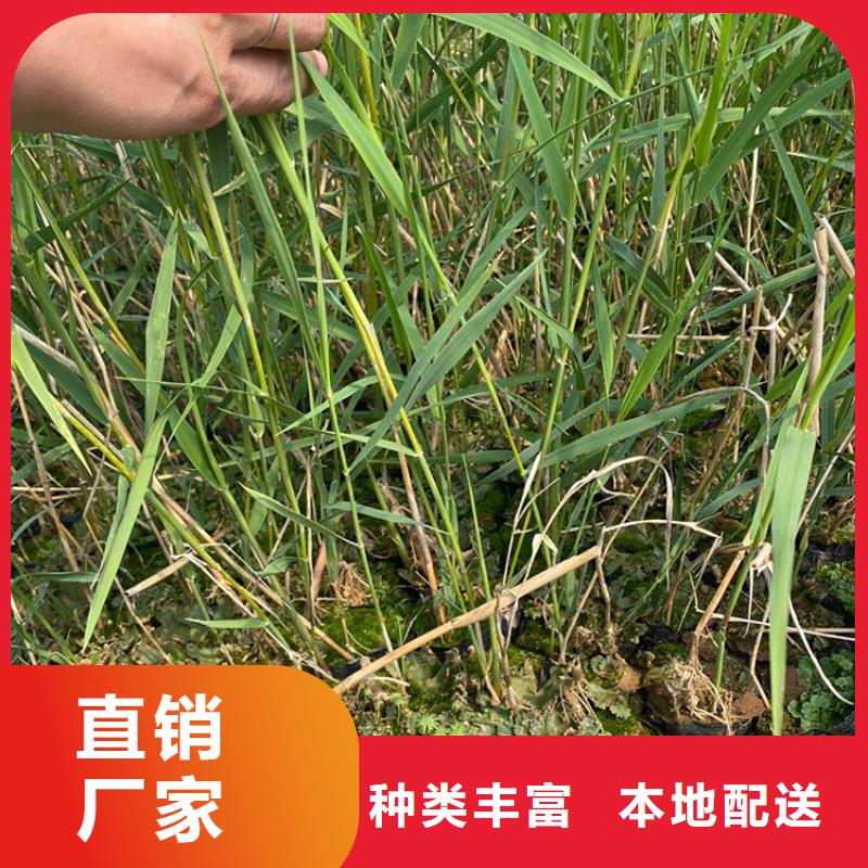 蘆葦苗-蘆葦小苗品質(zhì)保證