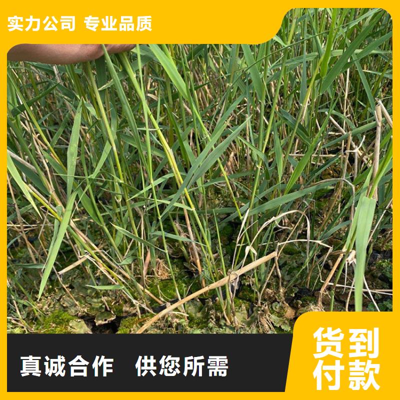 蘆葦苗蘆葦種子保質(zhì)保量