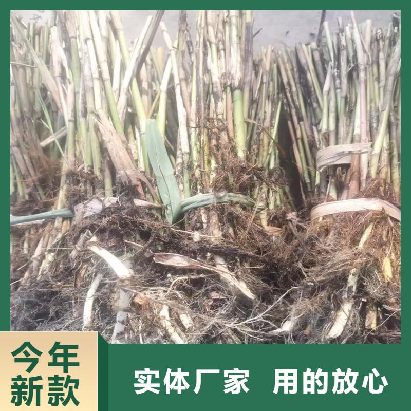 蘆葦苗編織材料蘆葦苗打造好品質(zhì)