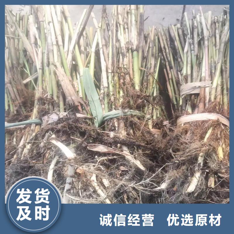 生態(tài)修復(fù)蘆葦苗-生態(tài)修復(fù)蘆葦苗廠家