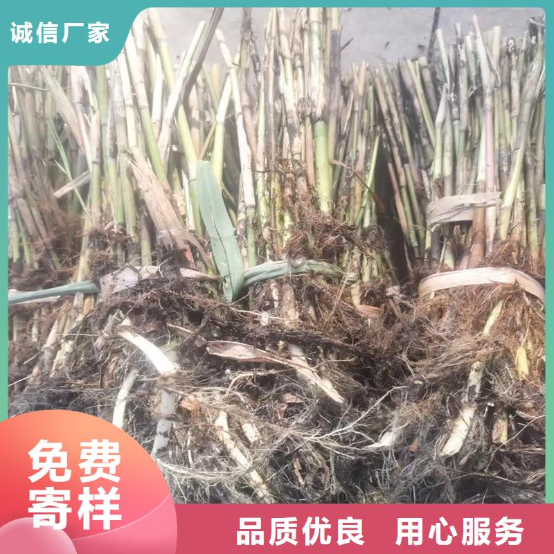 蘆葦苗種植有資質(zhì)