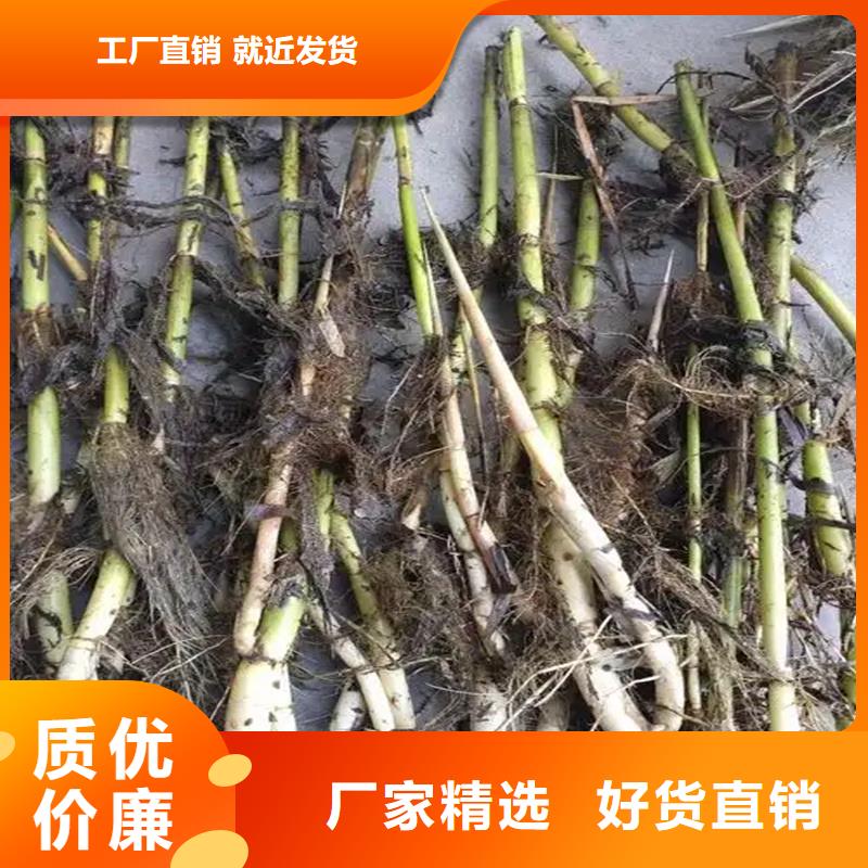 蘆葦種子-歡迎您