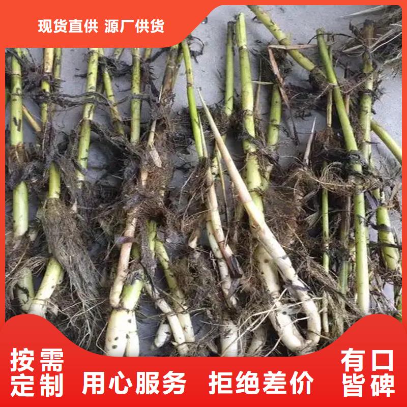 蘆葦苗-編織材料蘆葦苗用途廣泛
