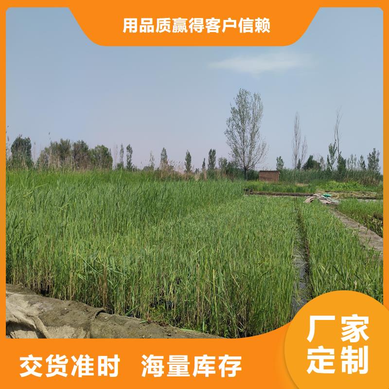 蘆葦苗-蘆葦根莖現(xiàn)貨充足量大優(yōu)惠