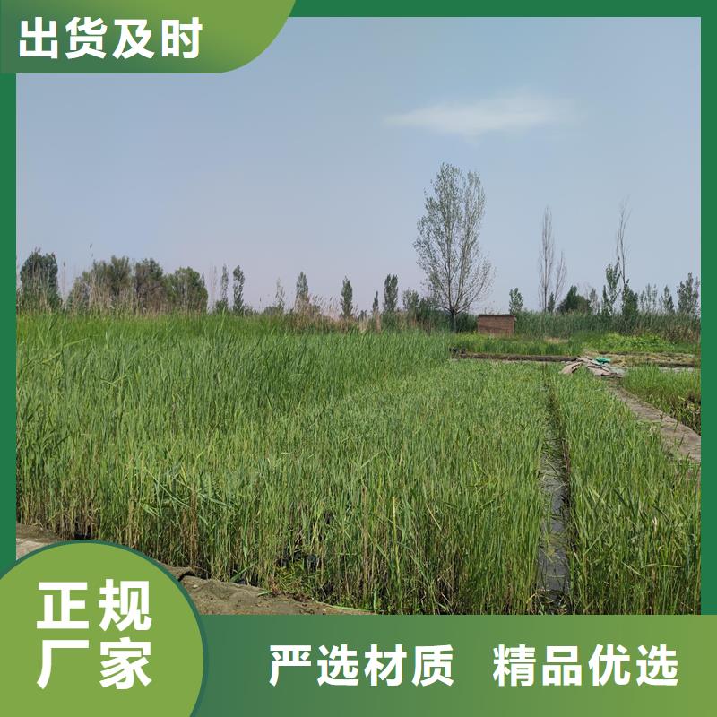 蘆葦苗環(huán)保材料蘆葦苗采購