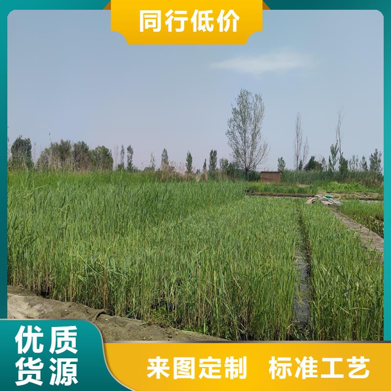 蘆葦苗蘆葦苗價(jià)格專心專注專業(yè)
