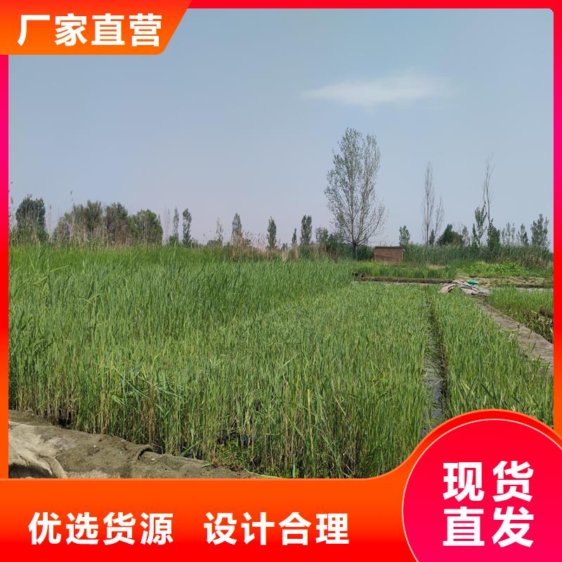 蘆葦苗-蘆葦根莖真材實料誠信經營