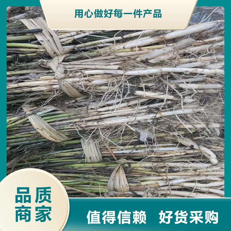 生態(tài)修復(fù)蘆葦苗-生態(tài)修復(fù)蘆葦苗廠家