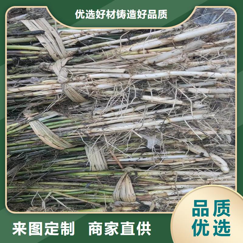 蘆葦苗蘆葦根莖精品選購