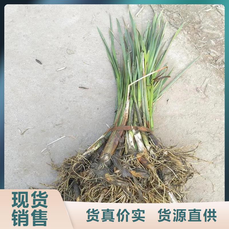 蘆葦苗-蘆葦小苗品質(zhì)保證